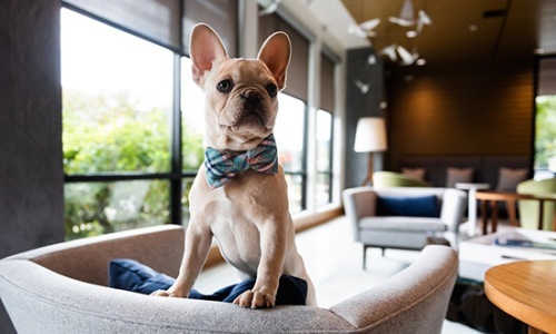 We love our furry friends a dog standing on a chair