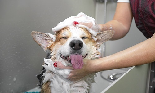 We love our furry friends a dog getting a bath