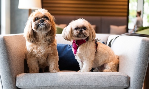 We love our furry friends dogs on a chair