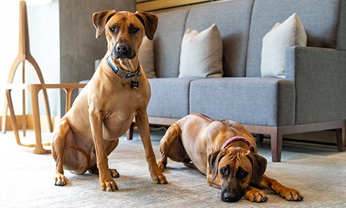 We love our furry friends 2 dogs on carpet